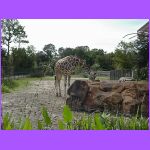 God Made Animals.jpg